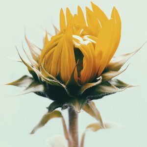 Meet your Posher, Ann